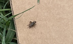 Allonemobius socius