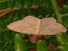 Cyclophora maderensis