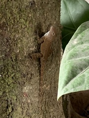 Anolis humilis