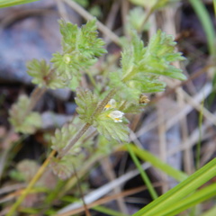 Euphrasia subarctica