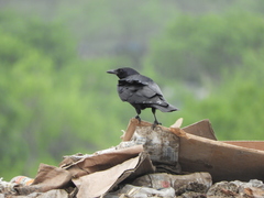 Corvus imparatus