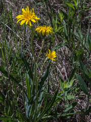 Nothocalais cuspidata