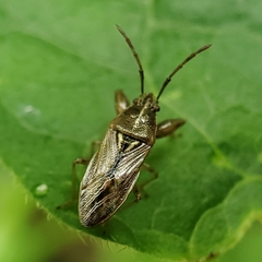Oedancala dorsalis