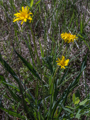 Nothocalais cuspidata