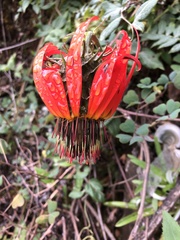 Mutisia lanata