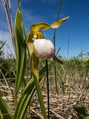Cypripedium candidum