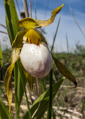 Cypripedium candidum