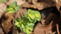 Euphorbia commutata