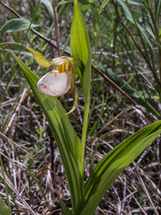 Cypripedium candidum