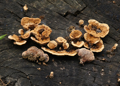 Gloeophyllum trabeum