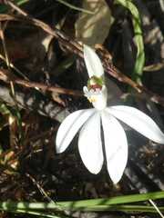 Caladenia catenata