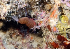 Gnathophyllum elegans