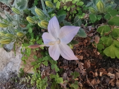 Campanula fragilis cavolinii