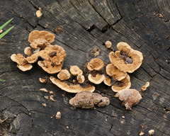 Gloeophyllum trabeum