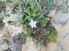 Campanula fragilis cavolinii