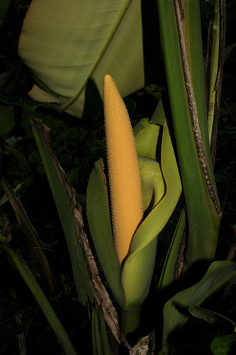 Epipremnum giganteum