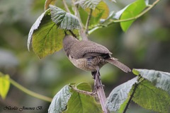 Troglodytes aedon