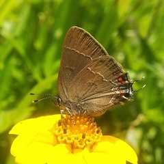 Satyrium polingi