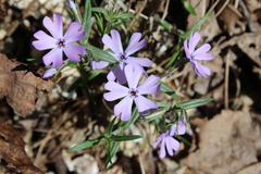 Phlox bifida
