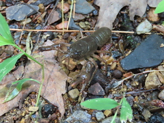 Cambarus bartonii bartonii