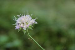 Knautia arvernensis