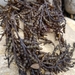 photo of Chain Bladder Kelp (Stephanocystis osmundacea)