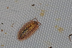 Porcellio monticola