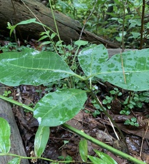 Asclepias variegata