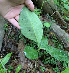 Asclepias variegata