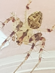 Araneus nigropunctatus