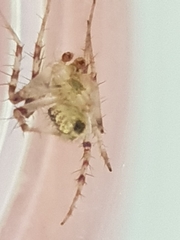 Araneus nigropunctatus