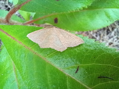 Cyclophora maderensis