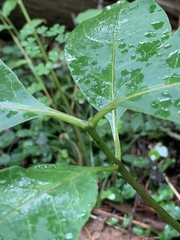 Asclepias variegata