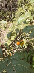 Solanum atropurpureum