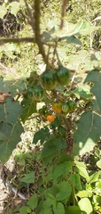 Solanum atropurpureum