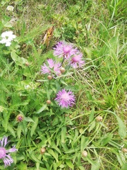 Centaurea jacea