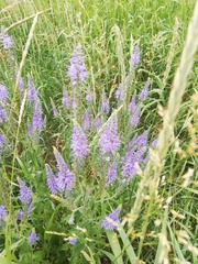 Veronica longifolia