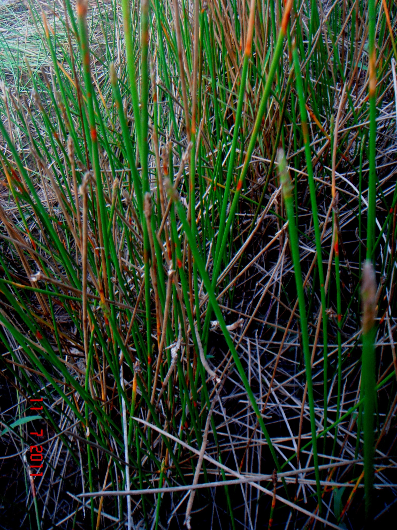 Eleocharis ochrostachys