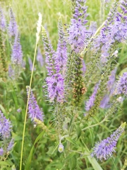 Veronica longifolia