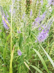 Veronica longifolia