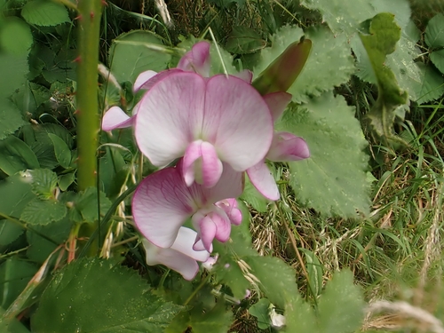 Lathyrus latifolius