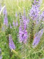 Veronica longifolia