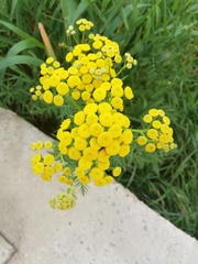 Tanacetum vulgare