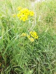 Tanacetum vulgare