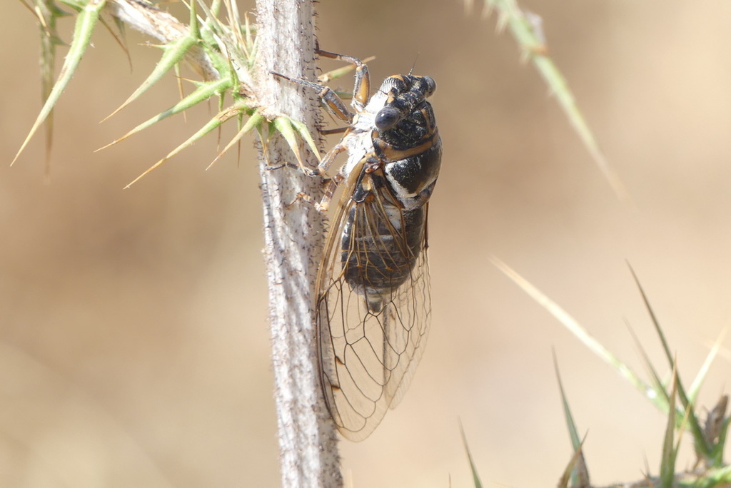 Geminate Cicada