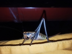 Eupholidoptera megastyla