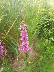Lythrum salicaria