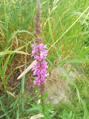Lythrum salicaria