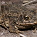 Sinaloa Toad - Photo (c) 2012 Will Lattea, some rights reserved (CC BY-NC-SA)