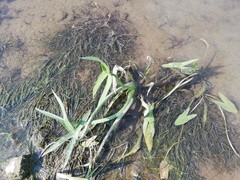 Sagittaria sagittifolia